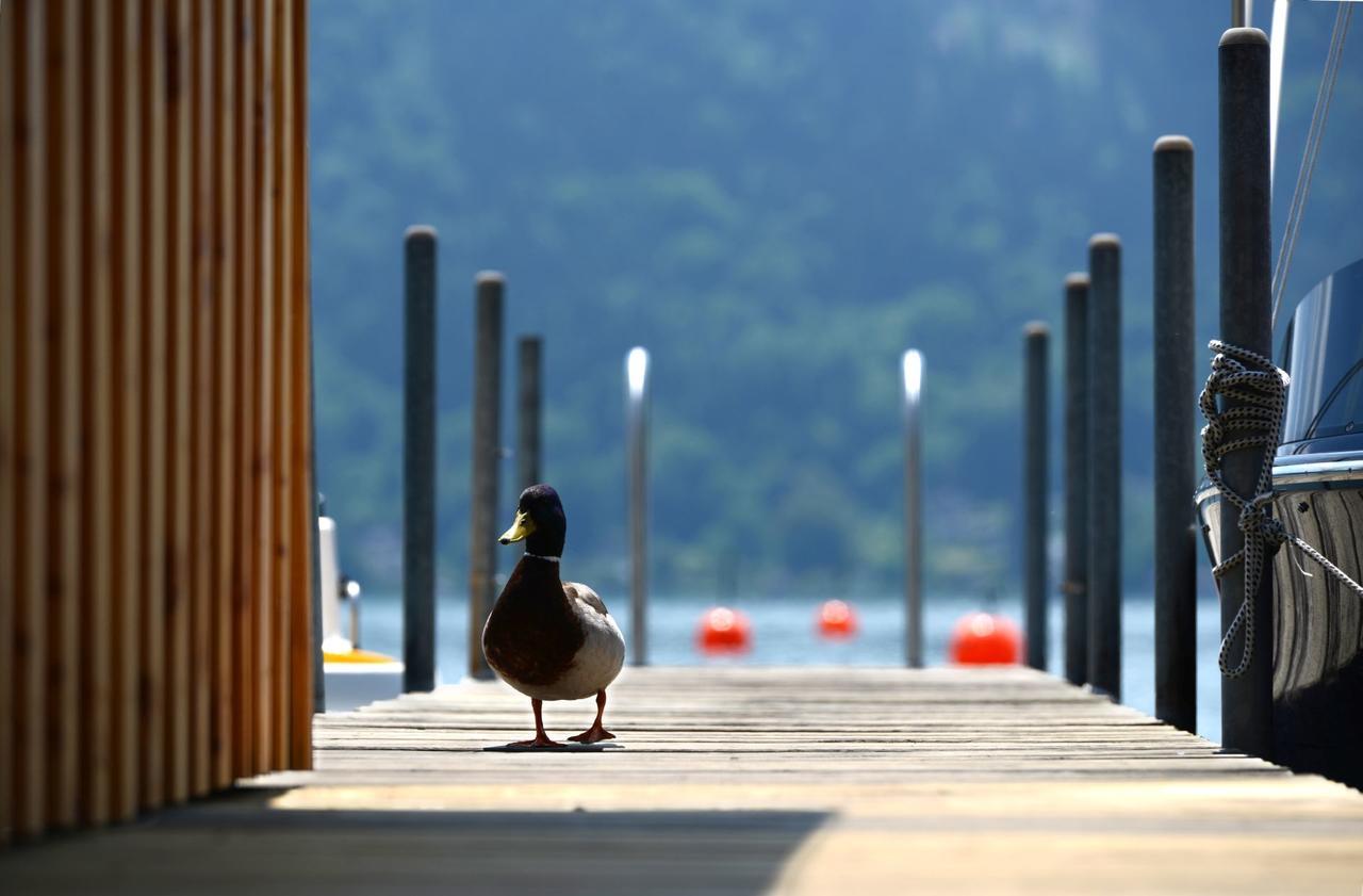 Die Wunder S Ferienpension Pörtschach am Wörthersee Kültér fotó